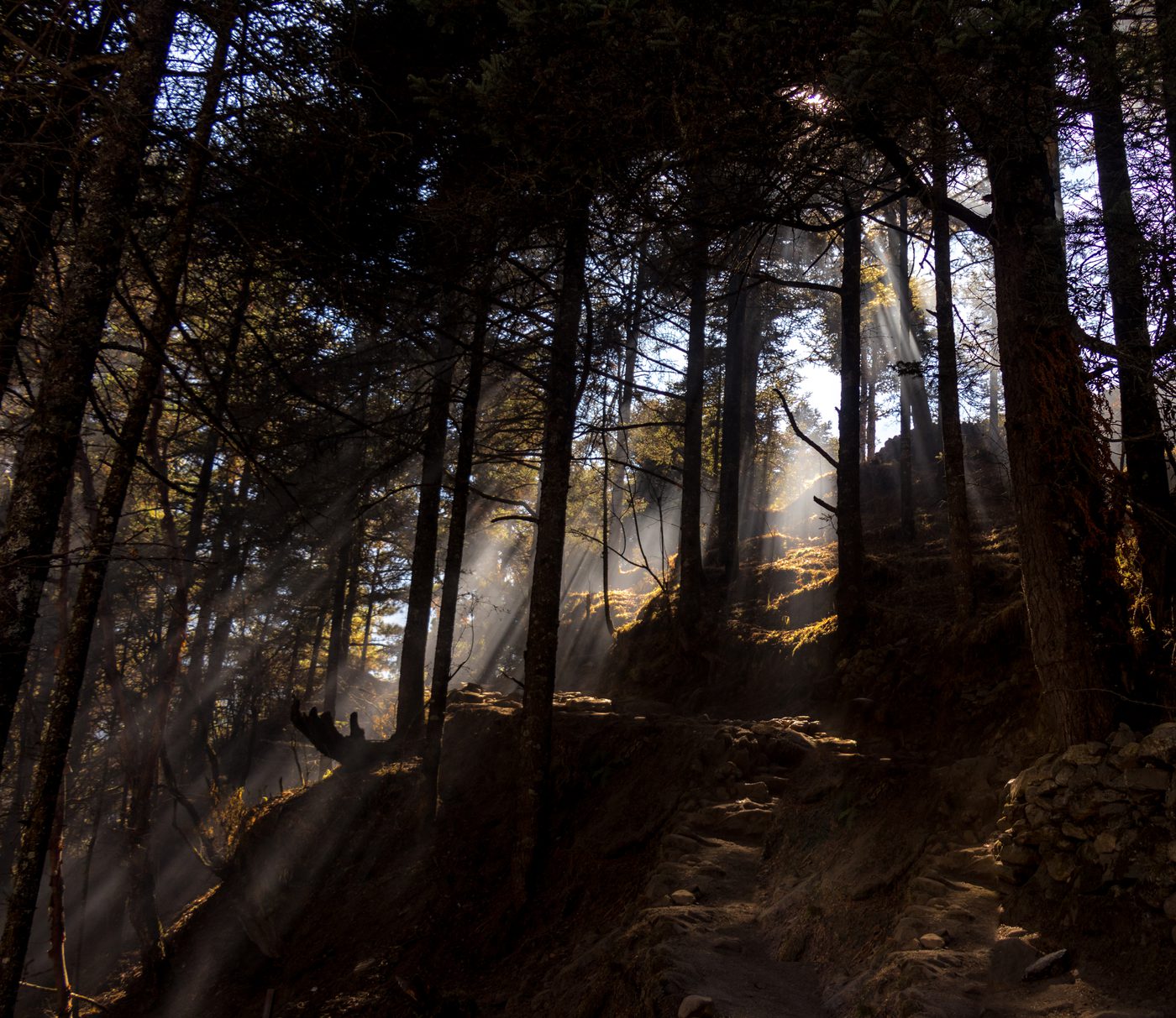 Light Through the Pines